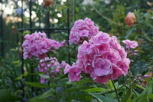 SONY DSC