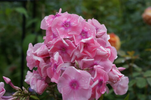 SONY DSC