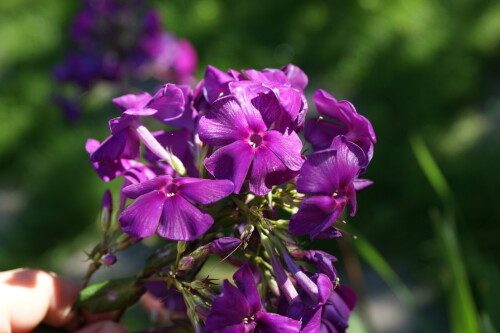 SONY DSC