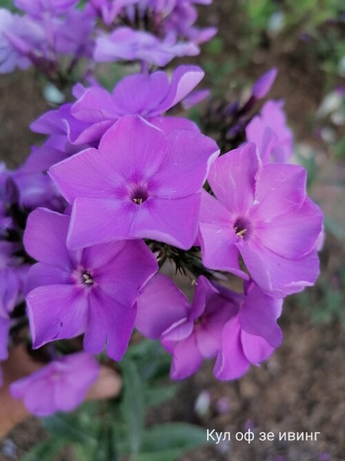 FLOKS-Cool-of-The-Evening-1.10b402a14ca866b75.jpg