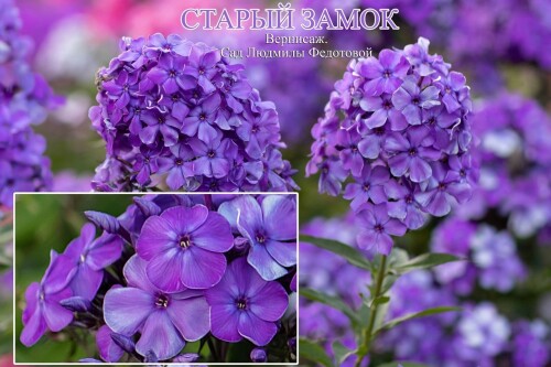 FLOKS-STARYI-ZAMOKafc7d3af841d32da.jpg