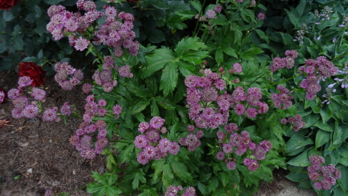 ASTRANTIY-BEZ-NAZVANIY-10146f5108f7a47ac.jpg