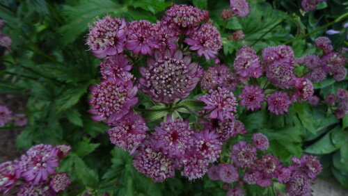 ASTRANTIY-BEZ-NAZVANIY-22d39083ca424357b.jpg