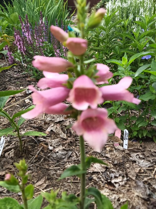 NAPERSTYNKA-GIBRIDNAY-Flamingo-1c3d0b0b99e4b000e.jpg