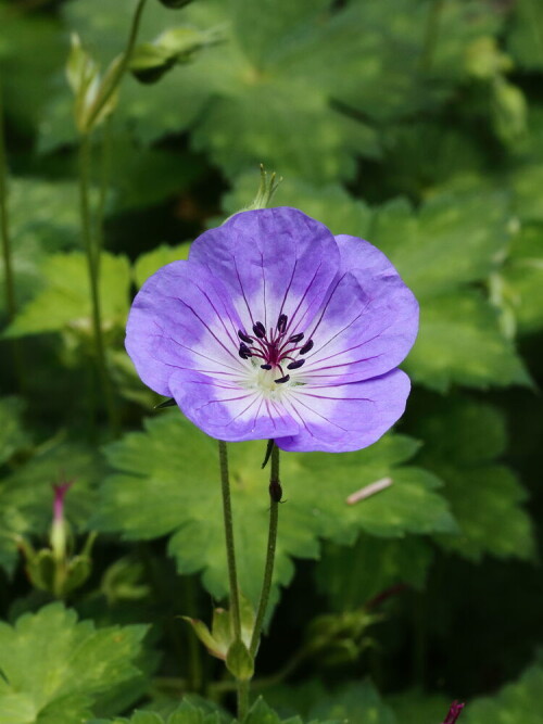 GERAN-Buxton-Blue-1.35e7ae36cbb3d0b48.jpg
