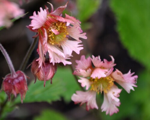 GRAVILAT-Pink-Fluffy-1.2636145bfb4c4ecb7.jpg
