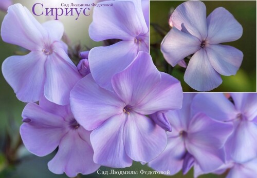 FLOKS-Lilac-Time-1.1539725f29fe73473.jpg