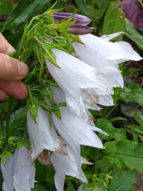 Колокольчик гибридный Iridescent Bells 1