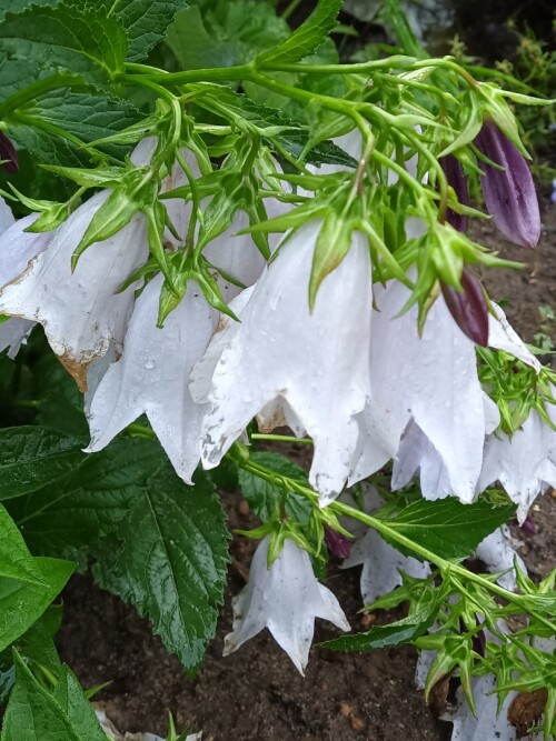 Колокольчик гибридный Iridescent Bells 2