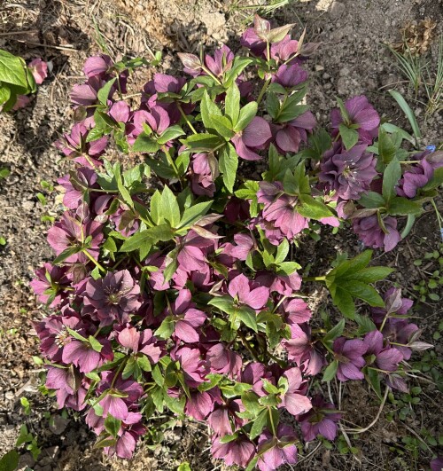 Морозник сеянцы 1.21