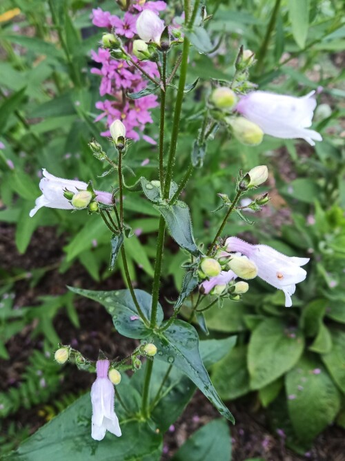 PENSTEMON-NAPERSTYNKOVYI-Mystica-3fd95fb505122c0f0.jpg