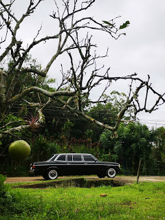 COSTA-RICA-APPLE-TREE.-MERCEDES-300D-LIMOUSINE-SERVICEeb787beb1cfa4584.jpg