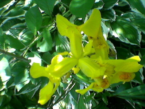 IRIS-ZELTYI8cacdd4f4eed43db.jpg