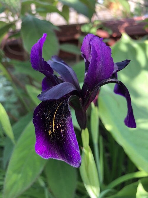  - chrysographes Black Form