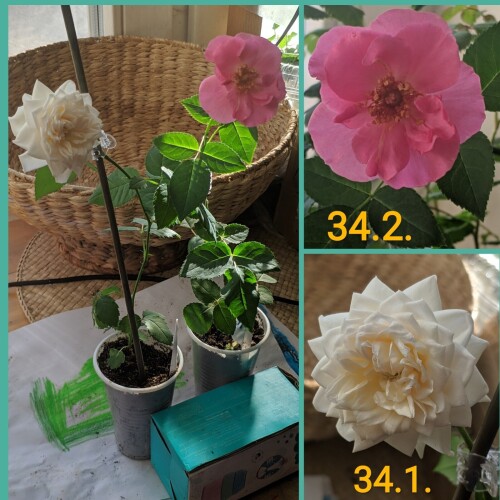 SAVE_20250302_1903364b0df2652ddf6806.jpg