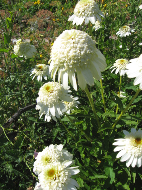 MILK-LUCSEEdd01671e87a803e9.jpg