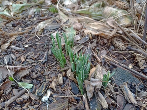 IMG_20250307_105457 Galanthus nivalis