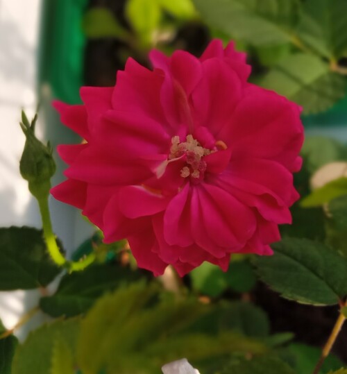 seedling-11-Mar-1eb949041158e1d55.jpg