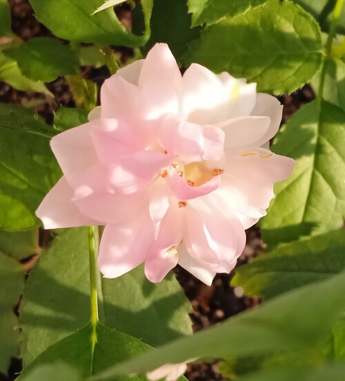 seedling 11 may 2