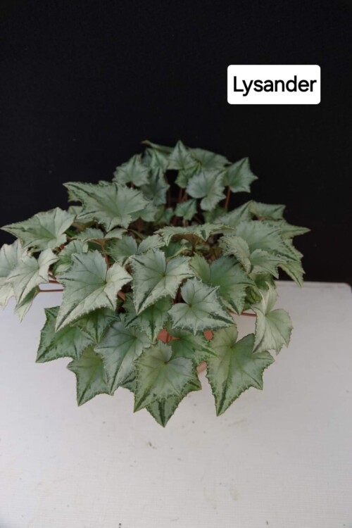 Цикламен hederifolium Lysander 1.1