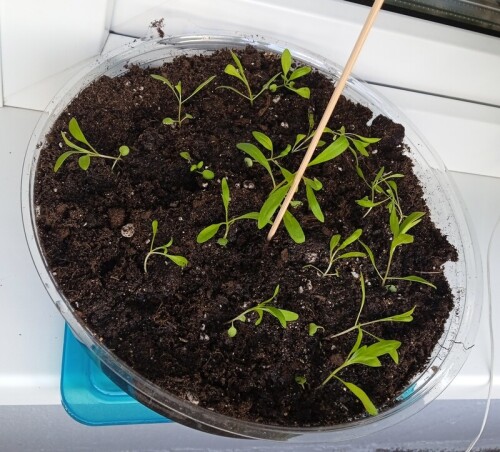 alyssum-21-mar1b78458cab0002e7.jpg