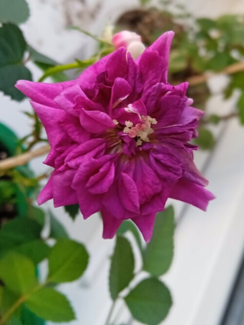 rose-seedling-24-mar-1337720e365fdd721.jpg
