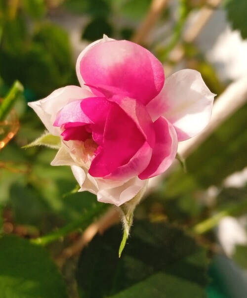 rose-seedling-29-mar84aeff84df62244f.jpg