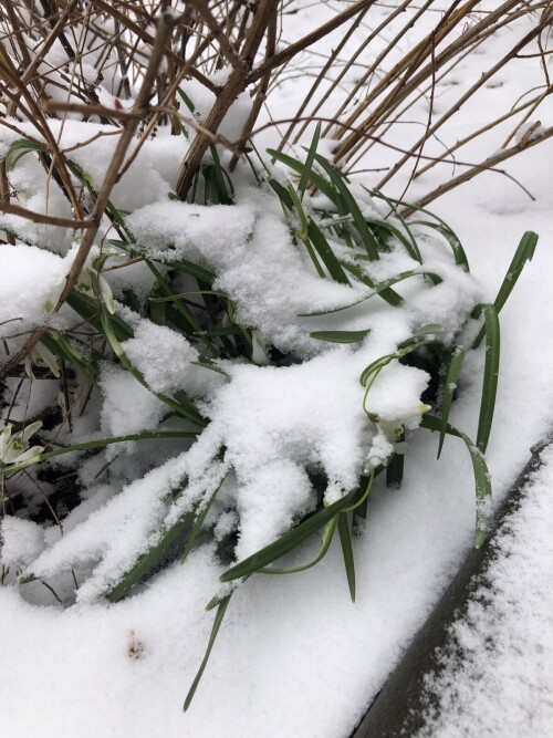  Viridapice