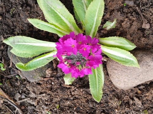 primula-p-17-apr2bffc28d6696388c.jpg