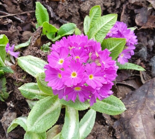 primula-r-17-apr-152d82c0464325b96.jpg