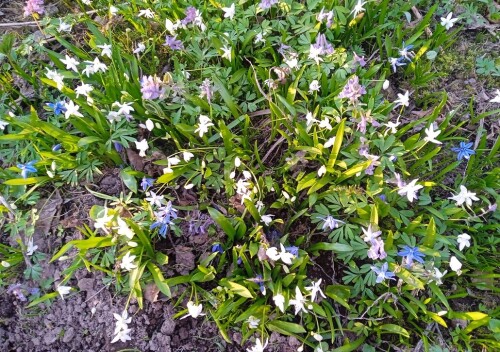 white-scilla-20-apr8150b8bc8cfc9420.jpg