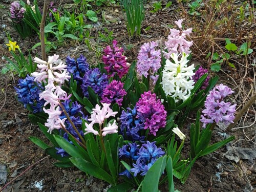 flowers-25-apra0309b8cfdb9c768.jpg