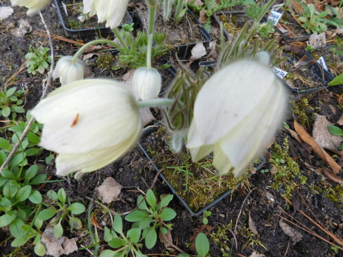 DSCN8318