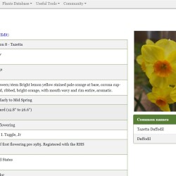 Martinette-Tazetta-Daffodilbce62558eaf106bd