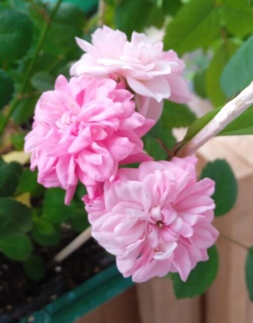 Rose-11f1f68ec6f495ed3.jpg
