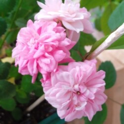 Rose-11f1f68ec6f495ed3