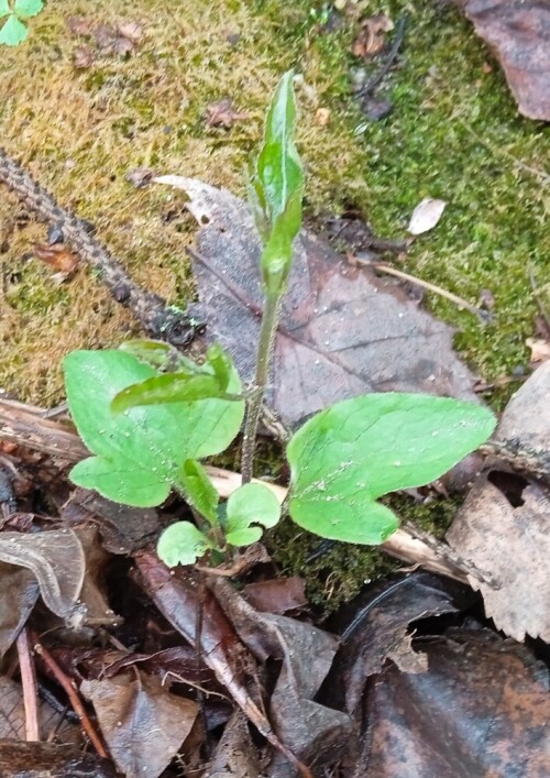 Clem-may-seedling-20248a93e822ec9c3ce9.jpg