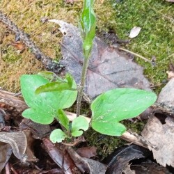 Clem-may-seedling-20248a93e822ec9c3ce9