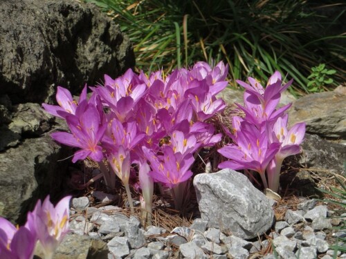 Colchicum cilicicum