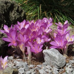 Colchicum-cilicicum3c3717b8a93f2a3f