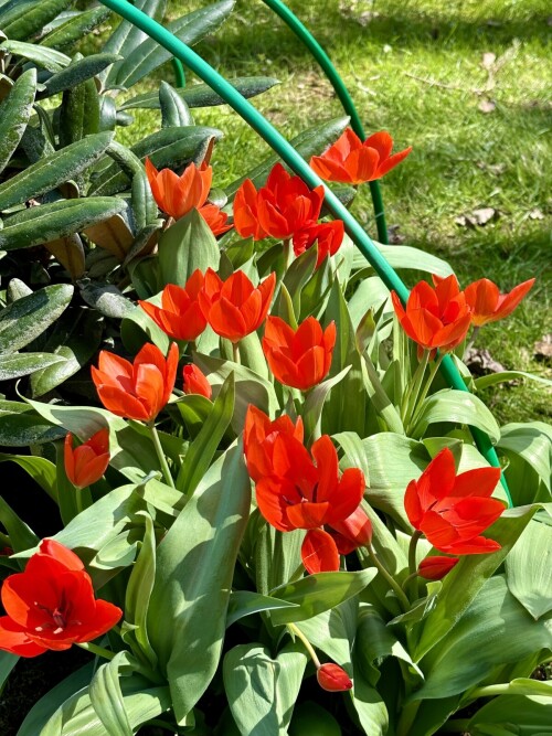 Tulipa praestans Fusilier
