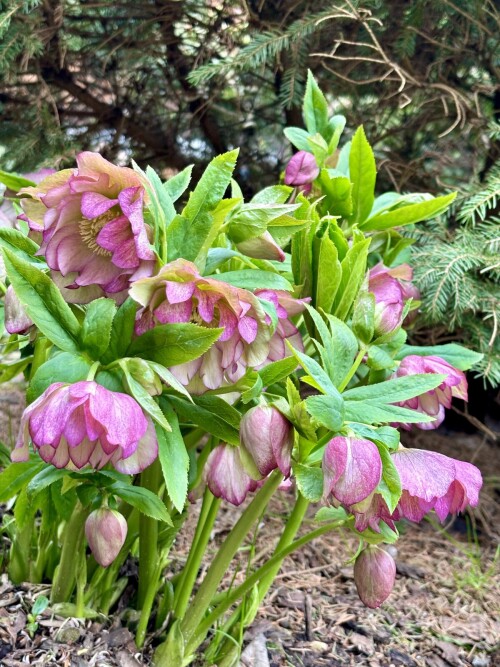 Helleborus Double Ellen® Picotee