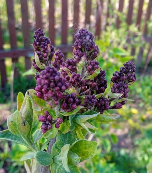 lilac-evening-4-maya40a0f271bc1a3aa.jpg