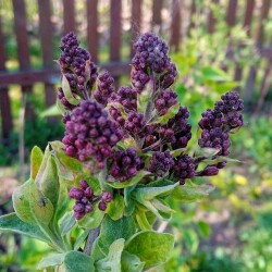 lilac-evening-4-maya40a0f271bc1a3aa