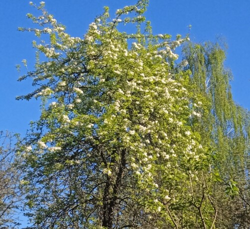 pyrus-flowers-4-mayd553ae2109508f9b.jpg
