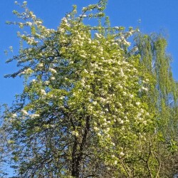 pyrus-flowers-4-mayd553ae2109508f9b