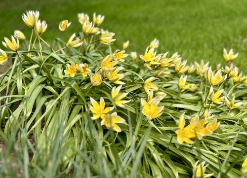 Tulipa dasystemon tarda