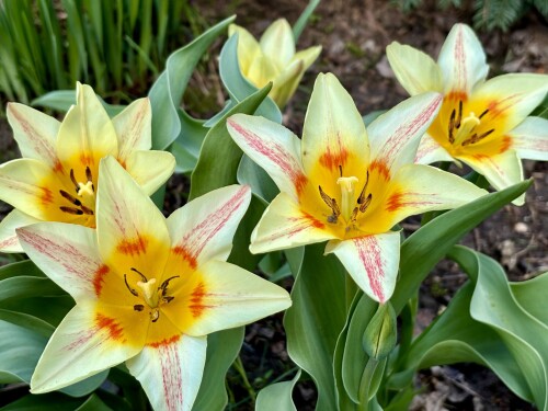 Tulipa greigii Quebec