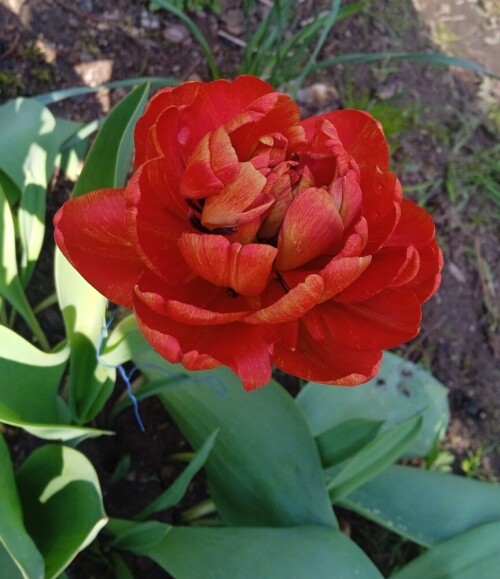 Red-Sunlover74596137d32ab37b.jpg