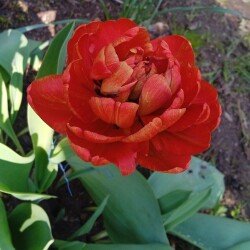 Red-Sunlover74596137d32ab37b